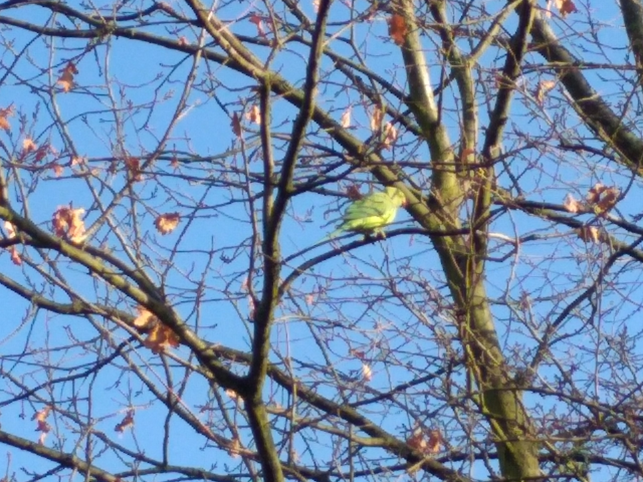 Rose-ringed Parakeet