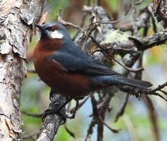 Conirostrum binghami