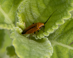 Ellipsidion