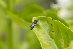 Michenerella
