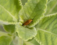 Ellipsidion
