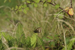 Hipparchia miguelensis