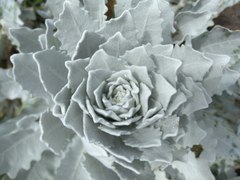 Stephanomeria guadalupensis