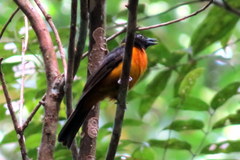 Lanio fulvus