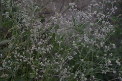 Alternanthera porrigens