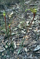 Anigozanthos bicolor