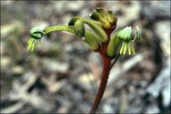 Anigozanthos bicolor