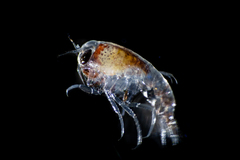 Themisto pacifica