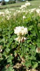 Trifolium repens