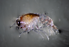 Themisto pacifica