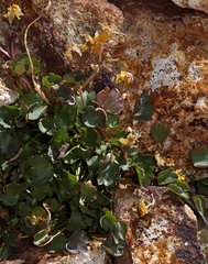 Ranunculus eschscholtzii oxynotus