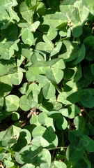 Trifolium repens