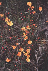 Hibbertia stellaris