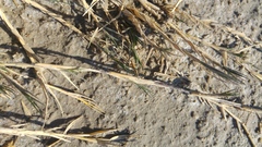 Aeluropus lagopoides