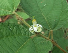 Grewia latifolia