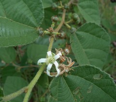 Grewia latifolia