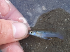 Gambusia rhizophorae