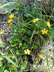 Goodenia hederacea alpestris