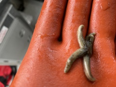 Evasterias troschelii