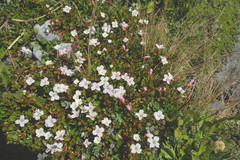 Epilobium macropus