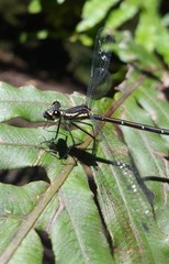 Austroargiolestes isabellae