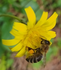 Apis mellifera