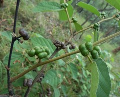 Grewia latifolia
