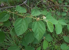 Grewia latifolia