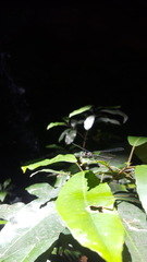 Austroargiolestes isabellae