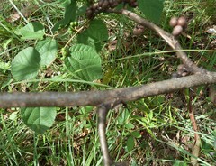 Grewia latifolia