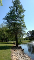 Taxodium distichum