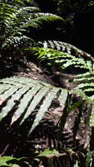 Austroargiolestes isabellae