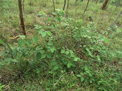 Grewia latifolia