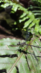 Austroargiolestes isabellae