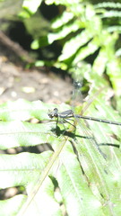 Austroargiolestes isabellae