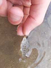 Floridichthys carpio