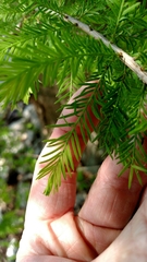 Taxodium distichum