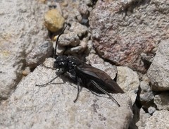 Dolerus nitens