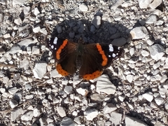Vanessa atalanta
