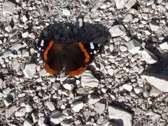 Vanessa atalanta