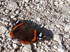 Vanessa atalanta