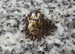 Solenopsis richteri