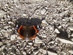 Vanessa atalanta