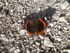 Vanessa atalanta