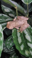 Dendropsophus microcephalus