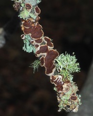 Mensularia