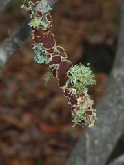 Mensularia