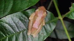 Dendropsophus microcephalus