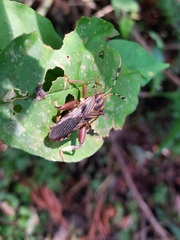 Spathophora