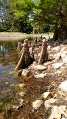 Taxodium distichum